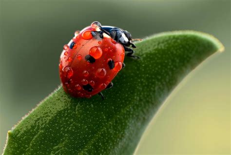 Free Photo Ladybug Macros Beetle Bug Close Free Download Jooinn