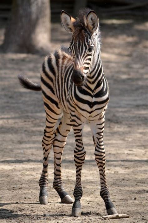 Cute Zebra More Of Gods Creatures Pinterest