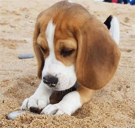 14 Funny Beagles Who Will Make You Smile Page 2 Of 3 Petpress