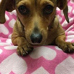 Any dachshund rescues not listed above? Available pets at Dachshund Rescue South Florida in Weston ...