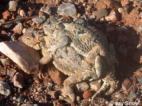 Phrynosoma Platyrhinos Calidiarum Southern Desert Horned Lizard