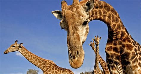 Get to know your group better with these fun getting to know you questions! 10 Animals You Didn't Know Were Endangered | TheThings