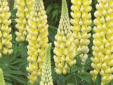 The song was released in june 2000 as the second single off the album. Lupinus 'Chandelier' Yellow Flowers.2 x 13cm Pots £8.00 ...