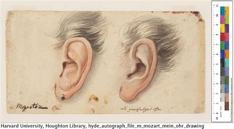 Comparison Of Mozarts Ear With An Ordinary Ear Watercolor Paintings