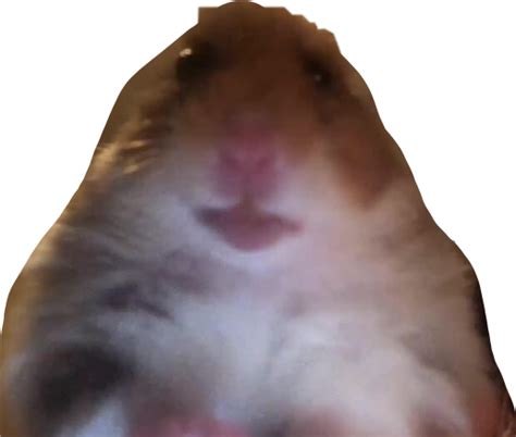 Hamster Meme Autism Freetoedit