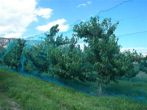 It is ideal for fruit trees, a mesh for gardens, and bird mesh netting for eaves. Fruit Tree Netting - Smart Net Systems - Industrial ...