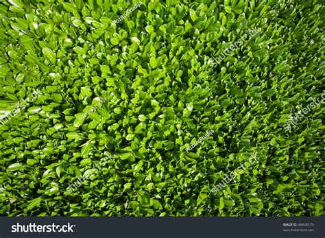 Laurel Leaves Hedge Of Green Laurel Bushes Stock Photo 48808579