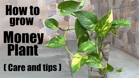 How To Grow Money Plant Easily At Home Youtube
