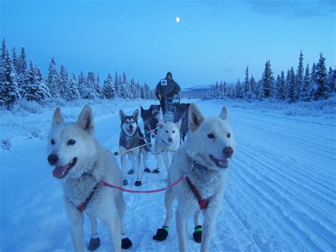 Nature Mammal Sled Dog Alaska Domestic Race Sport Cold