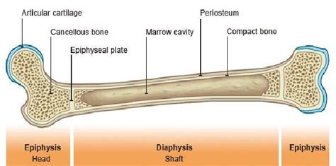 Learning Radiology Anatomy Bone