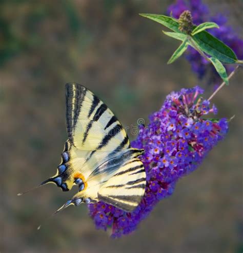 Yellow Butterfly On Blue Flowers Stock Image Image Of
