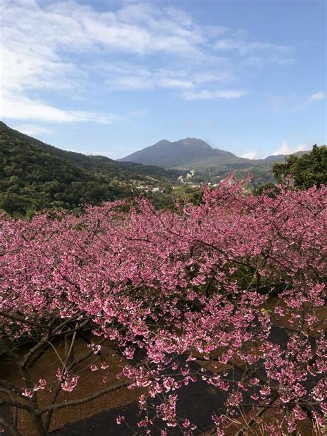 Spring Cherry Blossom Season At Yangmingshan National Park Taipei