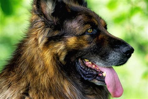 12 Things You Should Know About The Long Haired German Shepherd Your
