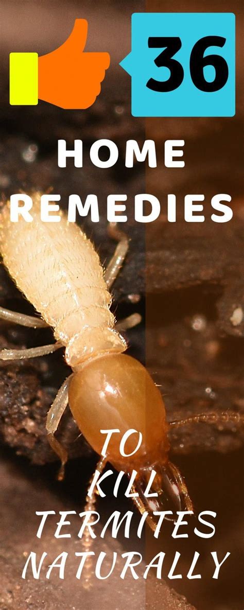 36 Termite Control Remedies How To Get Rid Of Termites Naturally