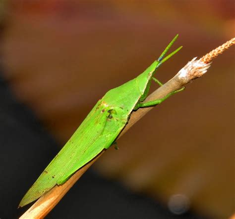 Atractomorpha Acutipennis Grasshoppers Locusts And Allies Of South