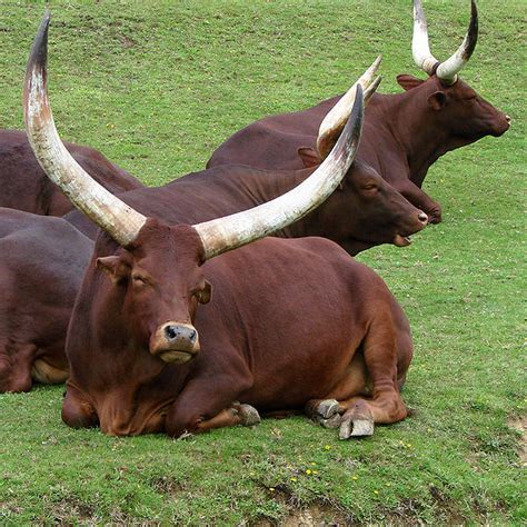 The Amazing Ankole Watusi Cattle 7 Pics Amazing Creatures