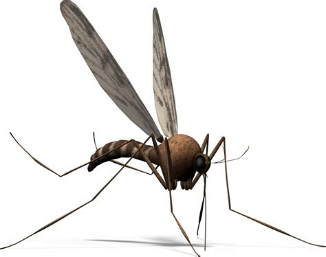 Mosquito Animation Clipart Wikiclipart
