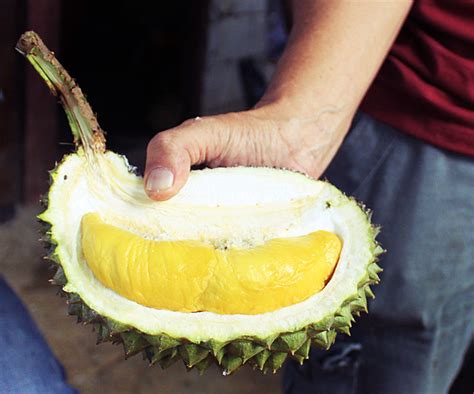 Taste of musang king grade b flesh : Durian musang king | Location: Raub, Pahang Blog: www ...