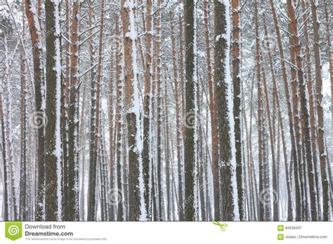 Snow Covered Pine Trees In Winter Forest Stock Image Image Of