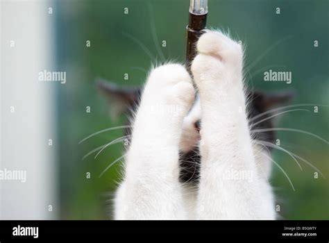 Young Cat Clinging Onto A Pen Biro Stock Photo Alamy