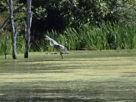 Great Blue Heron - Florida Dancing Birds®