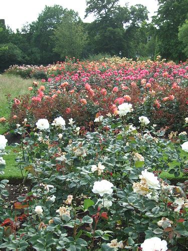 Regents Park Rose Garden Lotsa Roses Lukefrancl Flickr