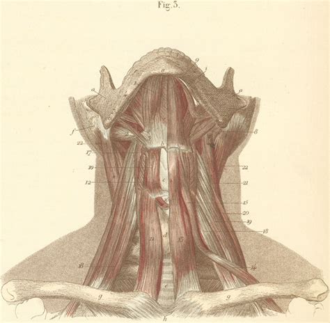 Neck Muscles Of The Anterior Surface