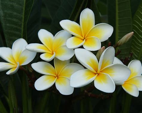 Plumeria has a succulent trunk and branches, and grows large, leathery, green foliage. Buy online Plumeria acutifolia Champa Yellow & White ...
