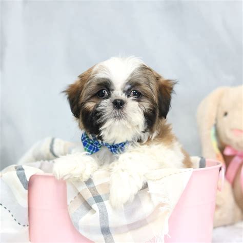 Chewy Shih Tzu Puppy For Sale In Plymouth Oh Lancaster Puppies