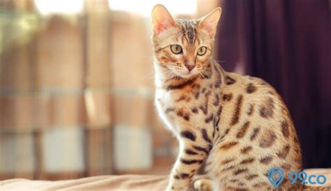 Harga Kucing Bengal Sesuai Jenis Usianya Terbaru Tahun 2021