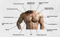 This allows you to determine what size and shape to make each muscle. Shoulder muscles and chest - human anatomy diagram ...