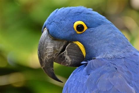 The amazon river is considered to be the life force of the amazon rainforest. all about rare animals | unique animals and more....: Most Endangered Animal In The Amazon ...