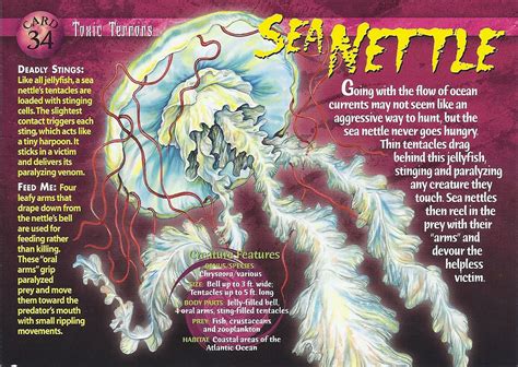 Sea Nettle | Weird n' Wild Creatures Wiki | Fandom | Wild creatures ...