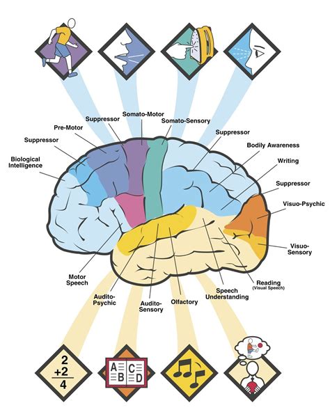 Chart Of The Brain Parts And Their Functions