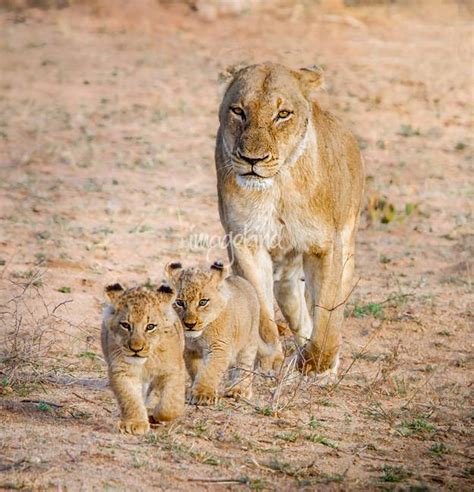 Stunning Lioness With Cubs Artwork For Sale On Fine Art Prints