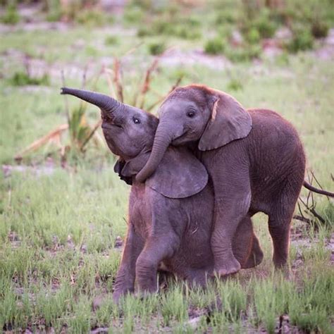 These 16 Photos Of Adorable Baby Elephants Are Guaranteed