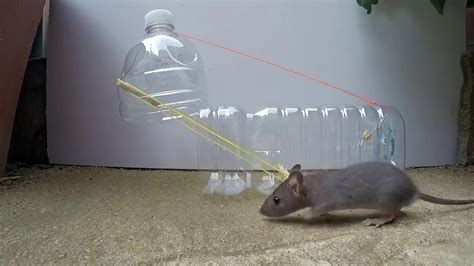 How To Make A Water Bottle Mouserat Trap Youtube