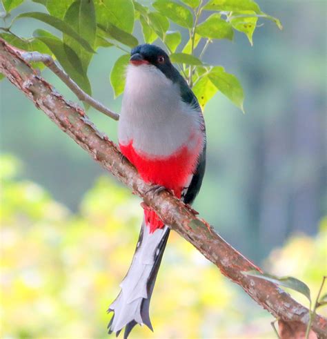 Cuban Trogon National Bird Of Cuba It Has The Same Red Wh Flickr