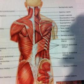 12 photos of the muscles of the lower back and hip diagram. 9. Deep Muscles of the Back at Temple University - StudyBlue