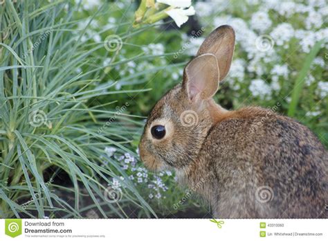 Baby Bunny Eating Flowers In The Garden Stock Photo Image Of Nature