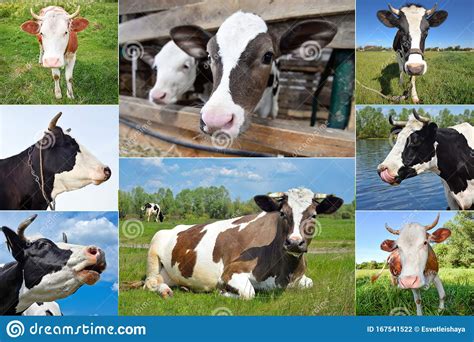 Collage De Vacas Y Vacas En El Campo Foto De Archivo Imagen De Cubo