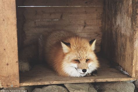 Adorable Fox Pictures Capture Life Inside Japan Fox Safari Daily Mail