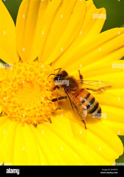 Honey Bee Pollination Stock Photo Alamy