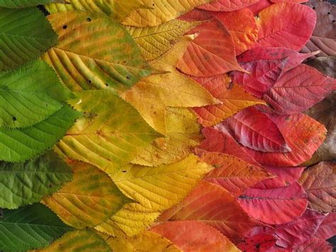 The Science Behind Why Leaves Change Color And Fall Down In Autumn