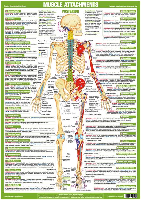 Human Body Anatomy Charts Muscle Posters Etsy Human Muscle Anatomy