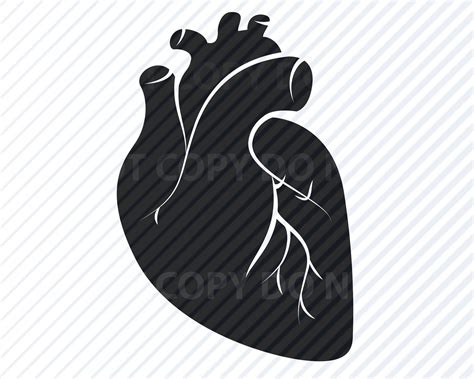 Anatomical Heart 4 Svg Files For Cricut Medical Svg Clipart Etsy Hong