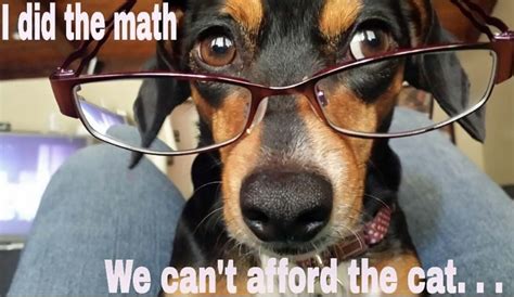 10 Cute And Funny Dachshund Dog Memes The Paws