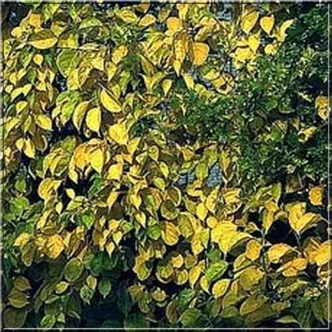 Especially, pleasure alloyed with pain a poisonous eurasian woody vine of the nightshade family that. Celastrus orbiculatus Hercules - Dławisz okrągłolistny ...