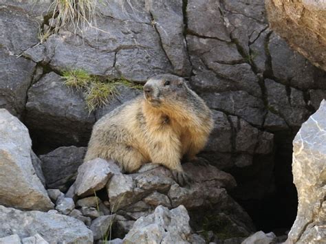 La marmota, un habitante reciente de la cordillera pirenaica