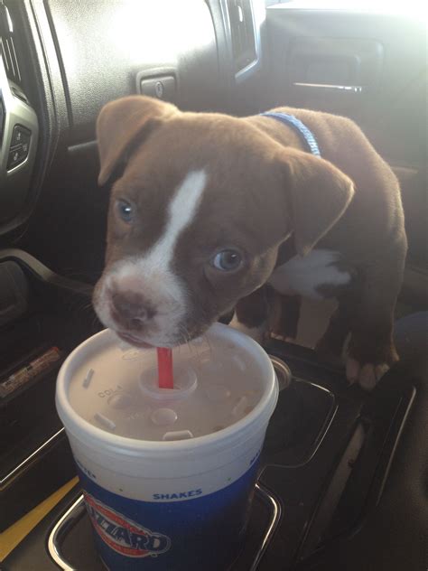 6 Week Old Red Nose Pit Bull Puppyhes Thirsty Pitbull